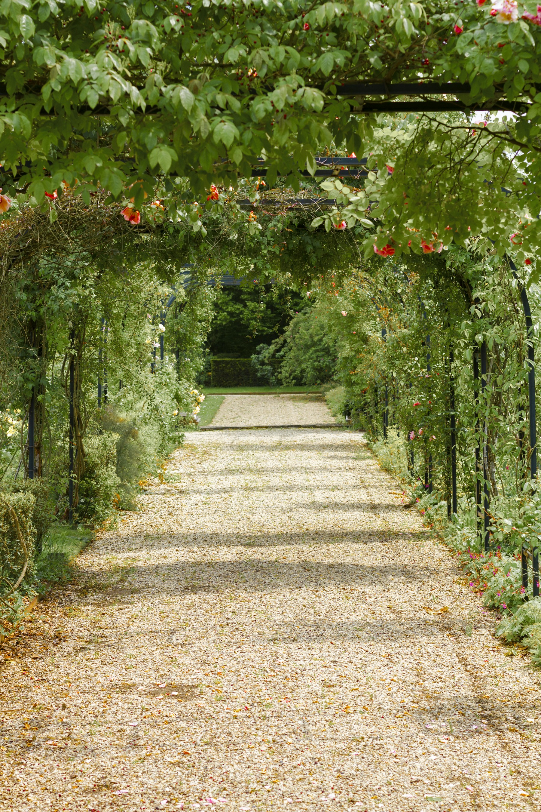 A gravel path beneath a flowering, leafy archway